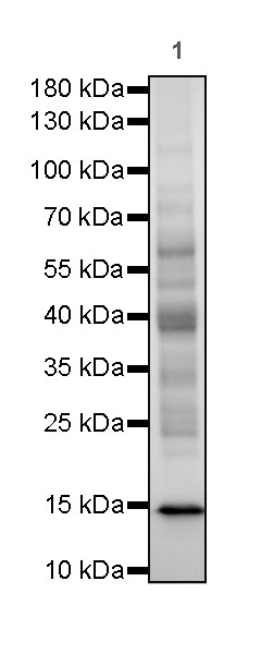 Rabbit anti-Acetyllysine Recombinant Monoclonal Antibody(R096)