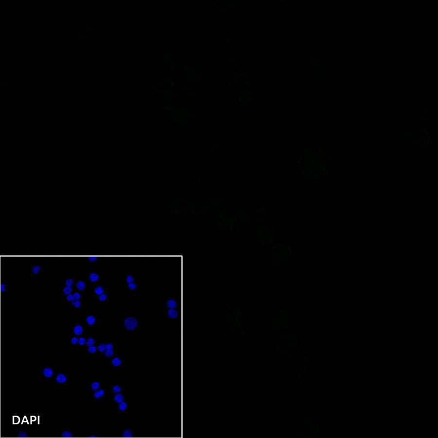 Rabbit anti-CD19 Recombinant Monoclonal Antibody(164-33)