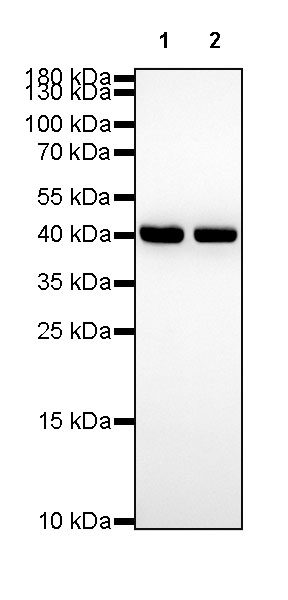 Rabbit anti-β-Actin Recombinant Monoclonal Antibody