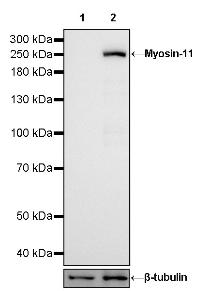 Rabbit anti-Myosin-11 Recombinant Monoclonal Antibody(188-112)