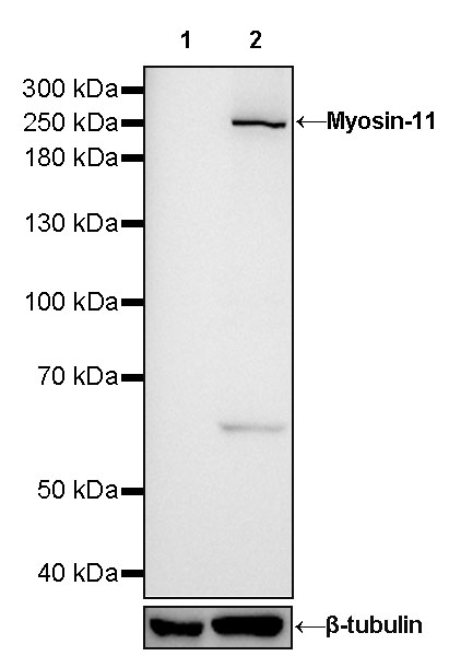 Rabbit anti-Myosin-11 Recombinant Monoclonal Antibody(188-112)