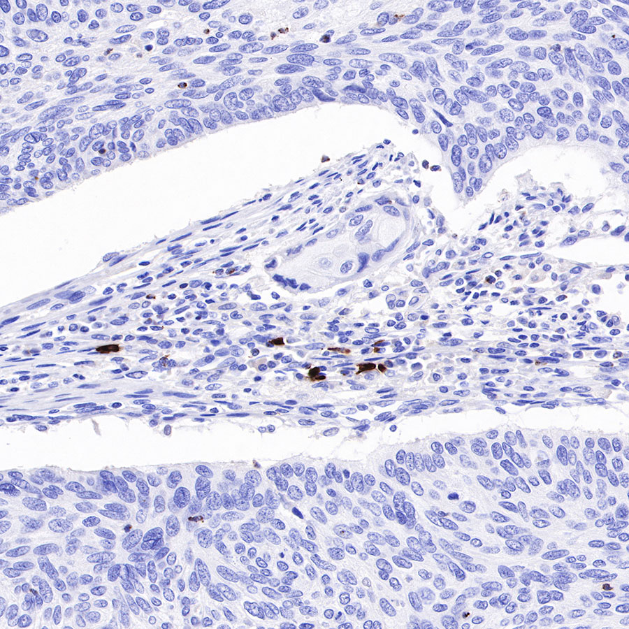 Rabbit anti-LAG3 Recombinant Monoclonal Antibody(R159)