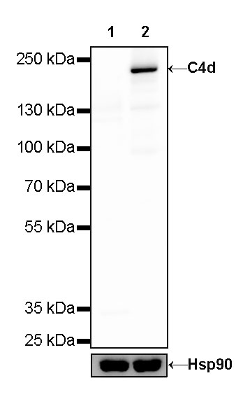 Rabbit anti-C4d Recombinant Monoclonal Antibody(330-2)