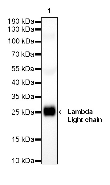 Rabbit anti-λ Light Chain Recombinant Monoclonal Antibody(326-22)