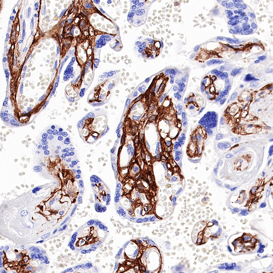 R162 Absin_Rabbit anti-CD13 Recombinant Monoclonal Antibody(R162)_优宁维(univ)商城