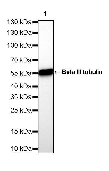 Rabbit anti-β III Tubulin Recombinant Monoclonal Antibody(251-28)
