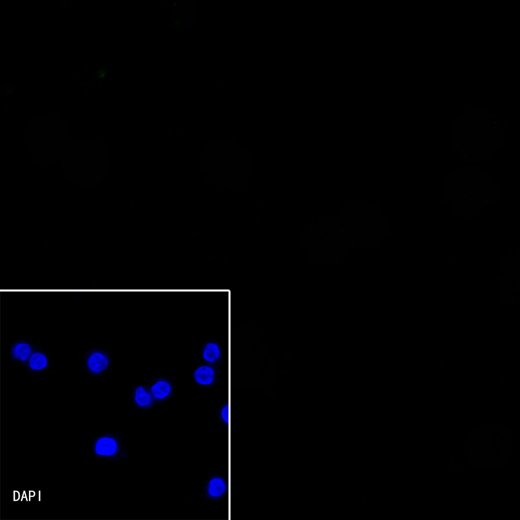 Rabbit anti-λ Light Chain Recombinant Monoclonal Antibody(326-22)