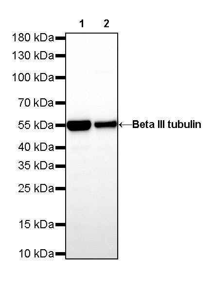 Rabbit anti-β III Tubulin Recombinant Monoclonal Antibody(251-28)