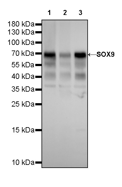 Rabbit anti-SOX9 Recombinant Monoclonal Antibody(019-29)