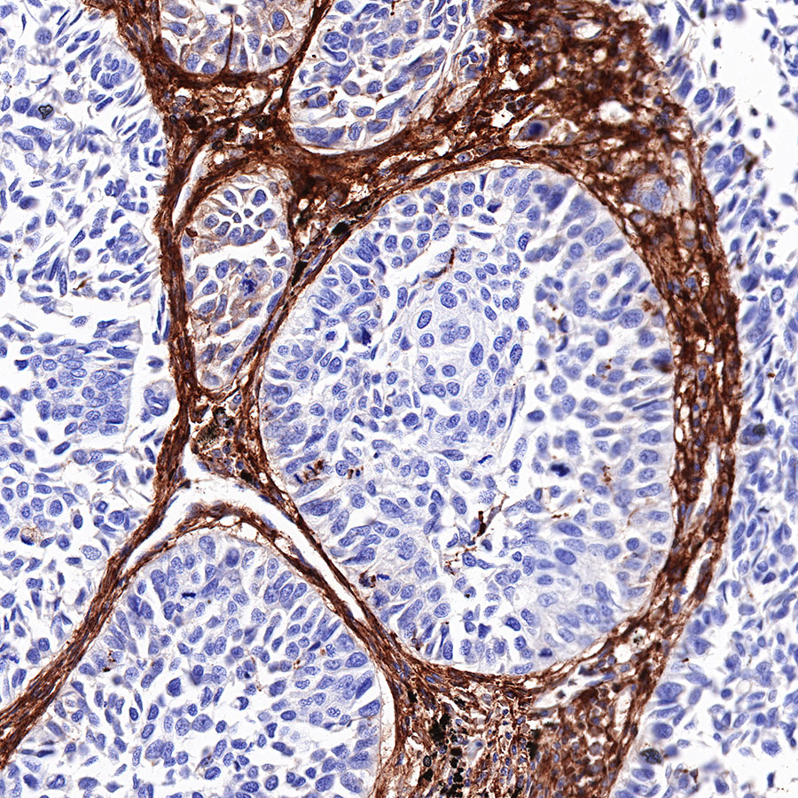 R162 Absin_Rabbit anti-CD13 Recombinant Monoclonal Antibody(R162)_优宁维(univ)商城