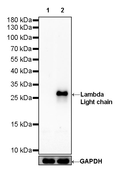 Rabbit anti-λ Light Chain Recombinant Monoclonal Antibody(326-22)