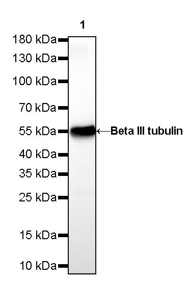 Rabbit anti-β III Tubulin Recombinant Monoclonal Antibody(251-28)
