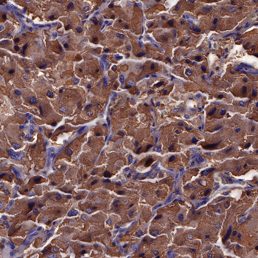 Rabbit anti-Chromogranin A Recombinant Monoclonal Antibody(074-57)