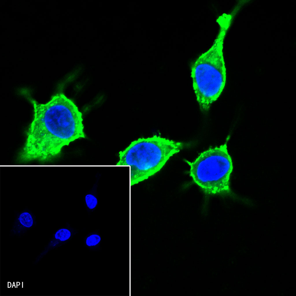 Rabbit anti-β-Actin Recombinant Monoclonal Antibody(AF488 Conjugate)(R015)
