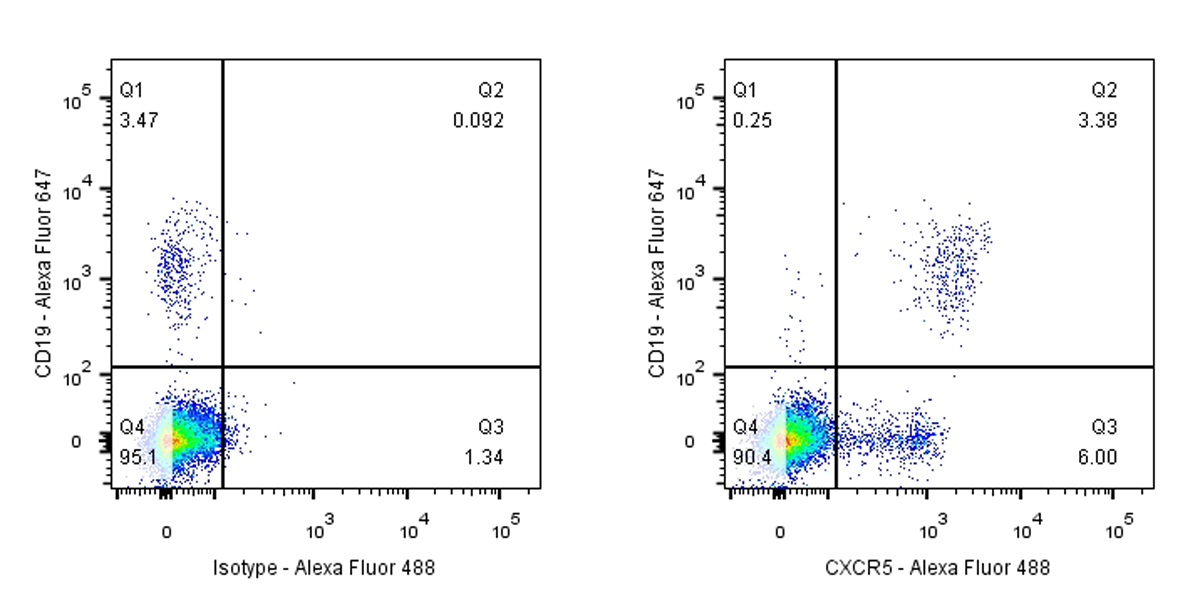 Rabbit anti-CXCR5 Recombinant Monoclonal Antibody(351-24)