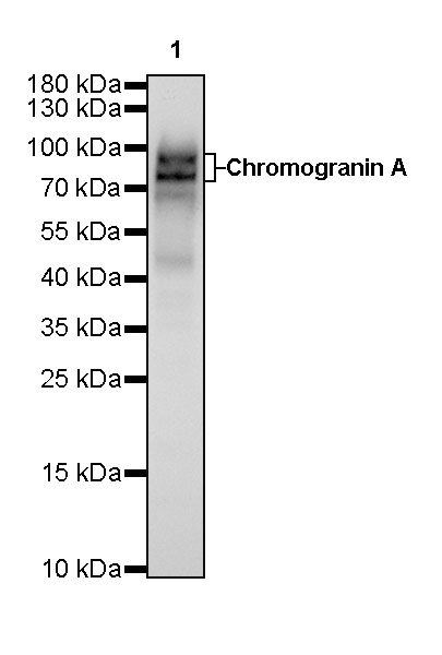 Rabbit anti-Chromogranin A Recombinant Monoclonal Antibody(074-57)