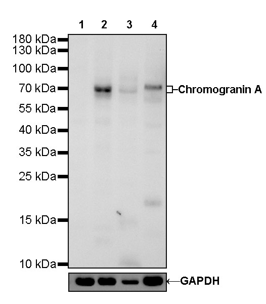 Rabbit anti-Chromogranin A Recombinant Monoclonal Antibody(074-57)