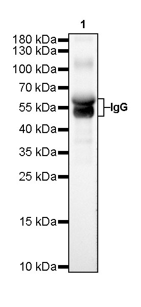 Rabbit anti-Human IgG F(c) Recombinant Monoclonal Antibody(318-21)