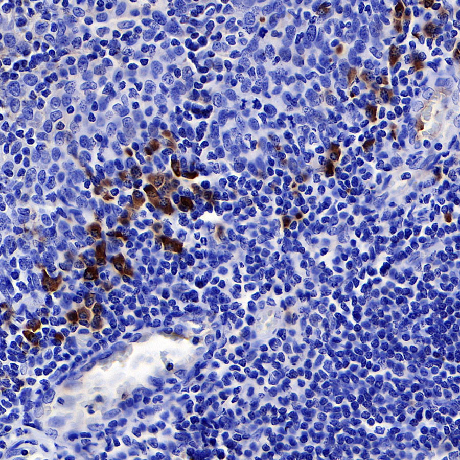 Rabbit anti-Human IgG F(c) Recombinant Monoclonal Antibody(318-21)