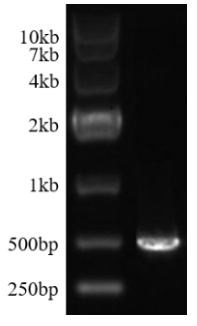 Fluc mRNA(N1-Methylpseudo-UTP)