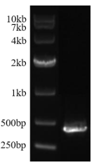 mcherry mRNA(N1-Methylpseudo-UTP)