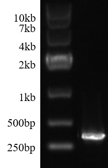 EPO mRNA(N1-Methylpseudo-UTP)