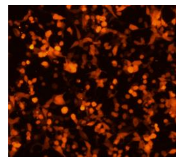 mcherry mRNA(N1-Methylpseudo-UTP)