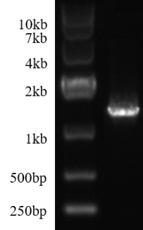 Cre mRNA(N1-Methylpseudo-UTP)