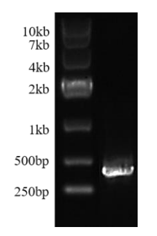 EGFP mRNA(5-Methoxy-UTP)