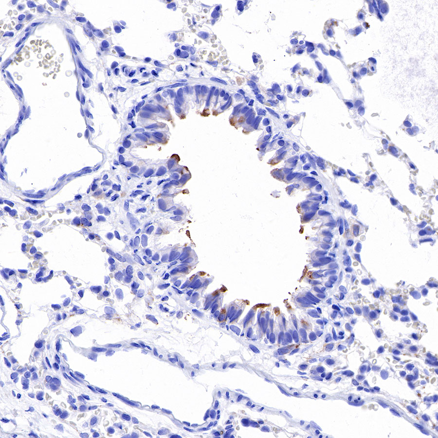 Rabbit anti-iNOS Recombinant Monoclonal Antibody(R131)