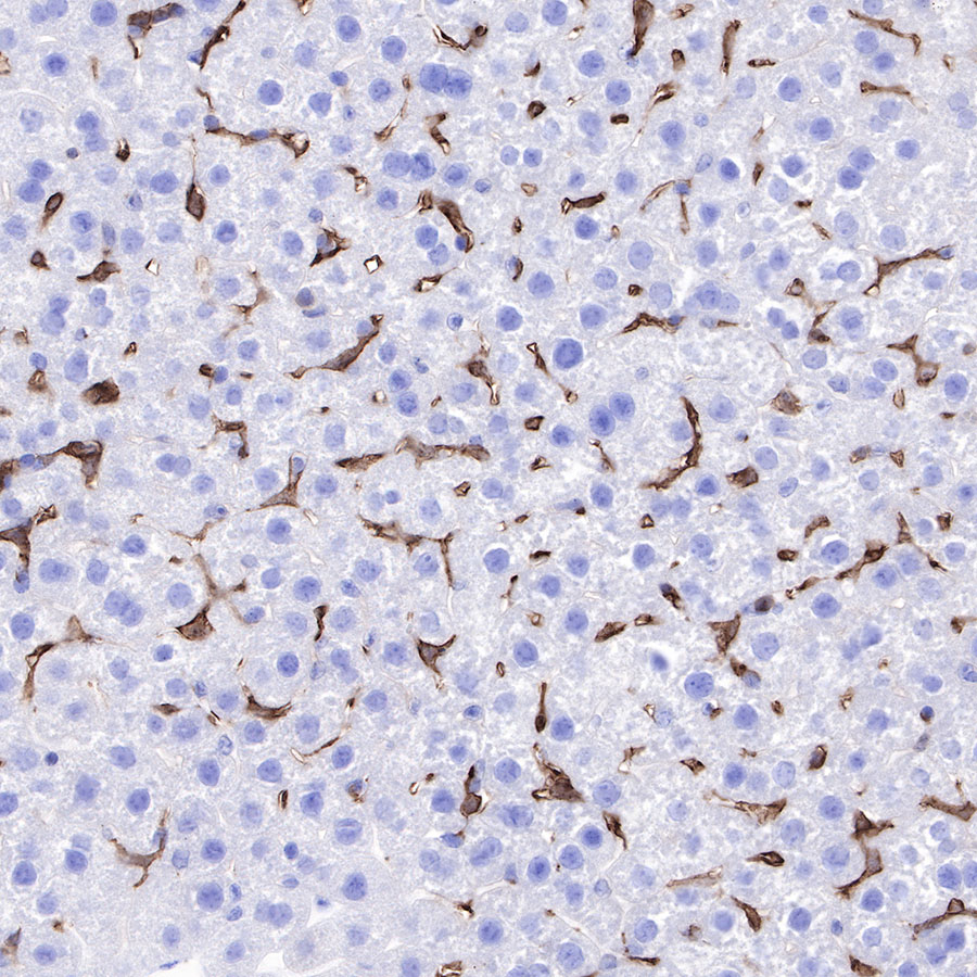 Rabbit anti-F4/80 Recombinant Monoclonal Antibody(313-49)