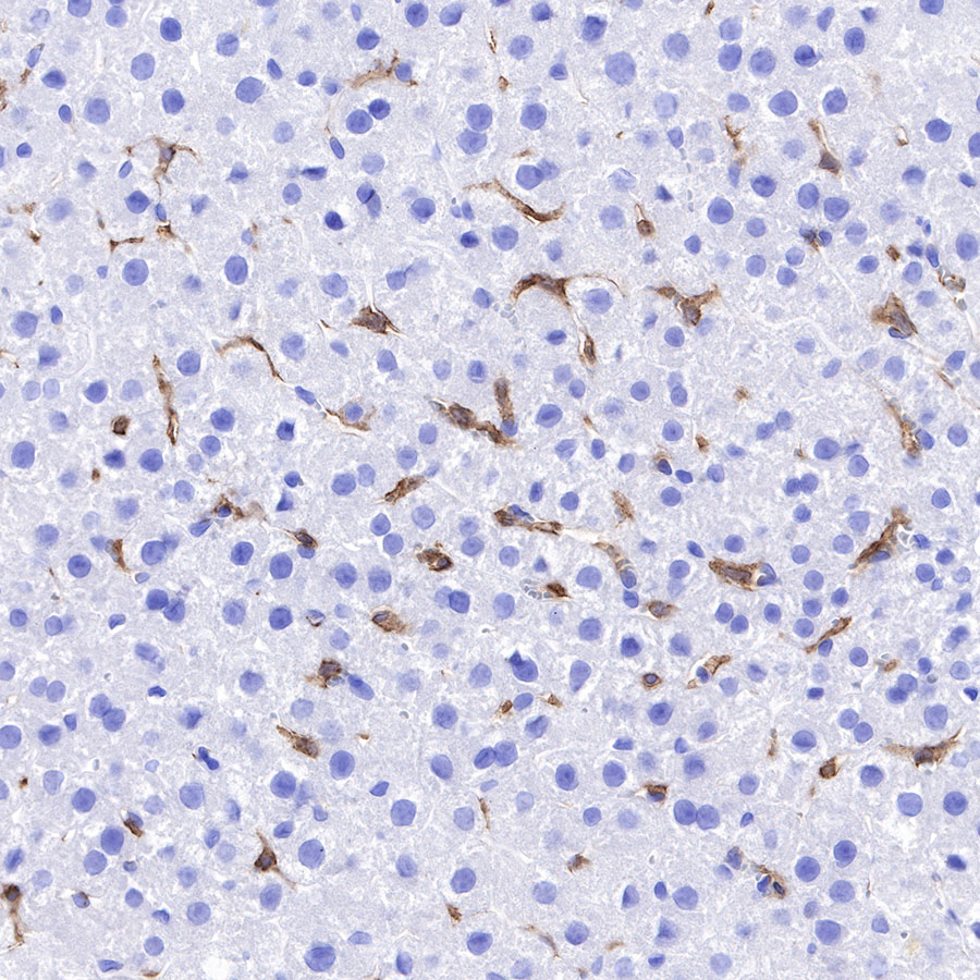 Rabbit anti-F4/80 Recombinant Monoclonal Antibody(313-49)
