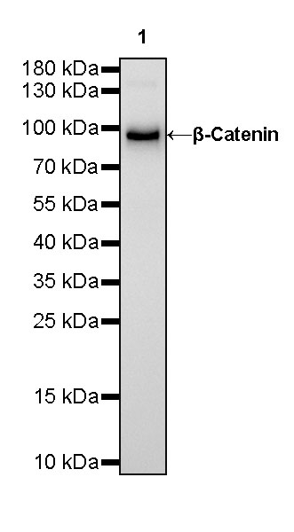 Rabbit anti-β-Catenin Recombinant Monoclonal Antibody(336-23)