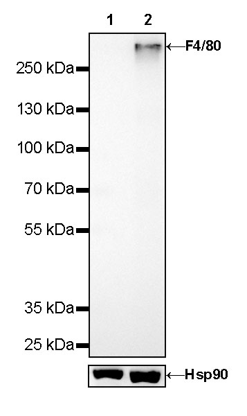 Rabbit anti-F4/80 Recombinant Monoclonal Antibody(313-49)