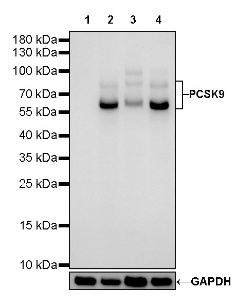 Rabbit anti-Proprotein Convertase 9 Recombinant Monoclonal Antibody(424-113)