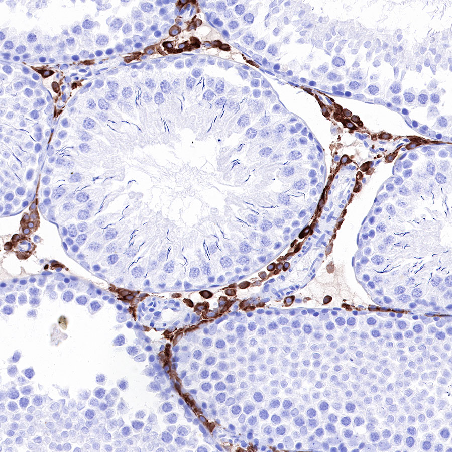 Rabbit anti-iNOS Recombinant Monoclonal Antibody(R131)
