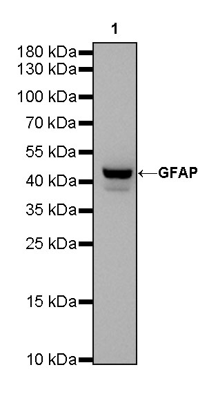 Rabbit anti-GFAP Recombinant Monoclonal Antibody(306-10)