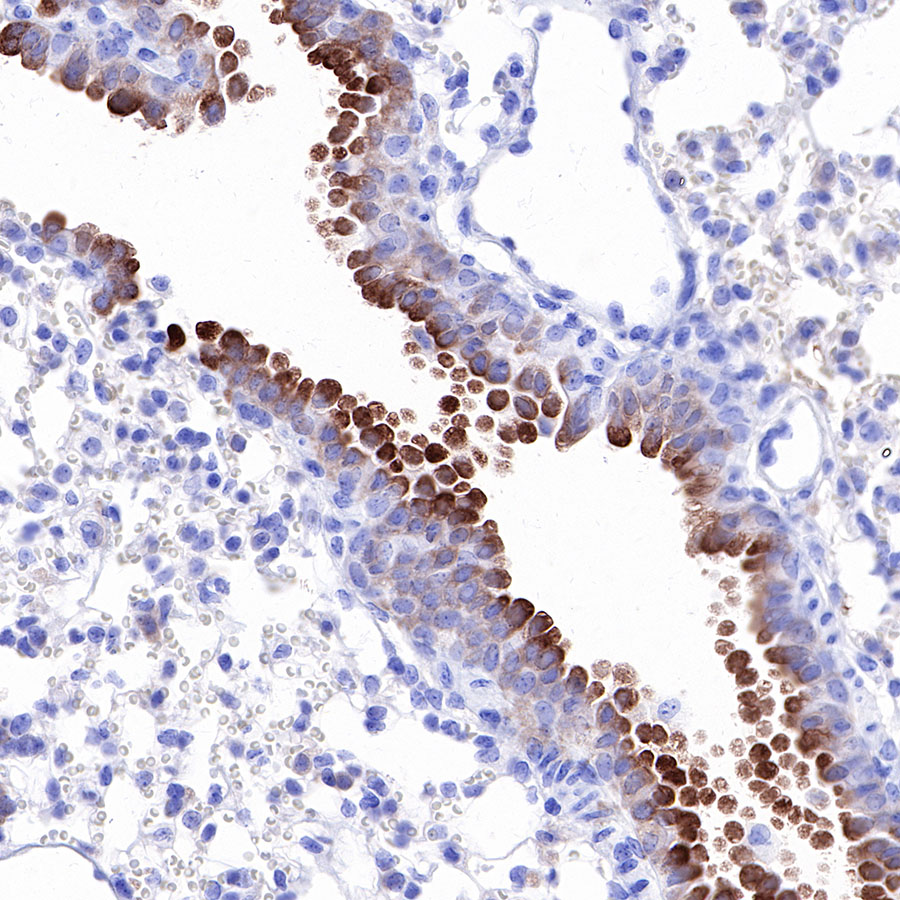 Rabbit anti-iNOS Recombinant Monoclonal Antibody(R131)