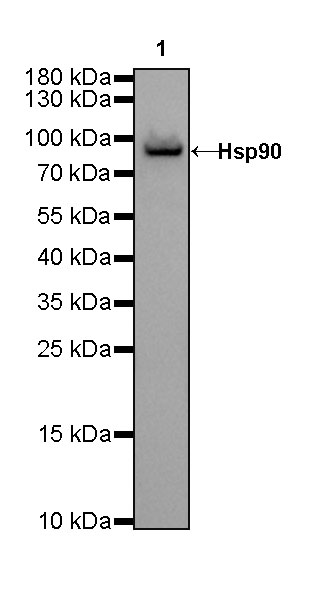 Goat anti-Mouse IgG(H+L)-HRP Antibody