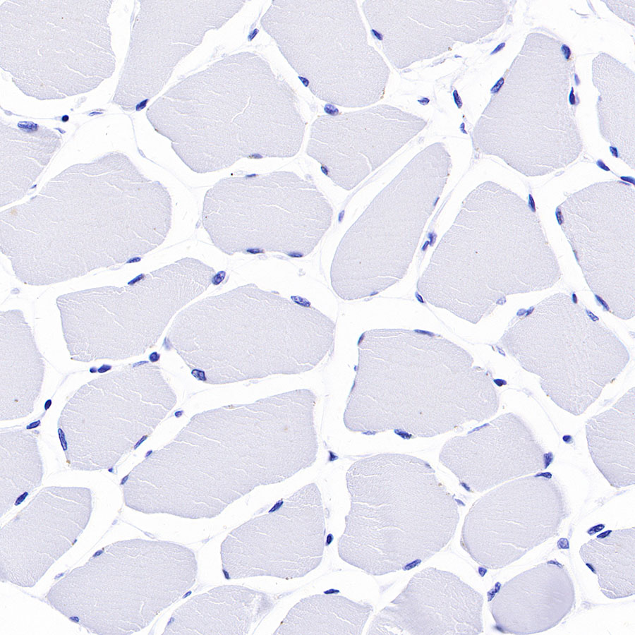 Rabbit anti-MUC2 Recombinant Monoclonal Antibody(345-9)