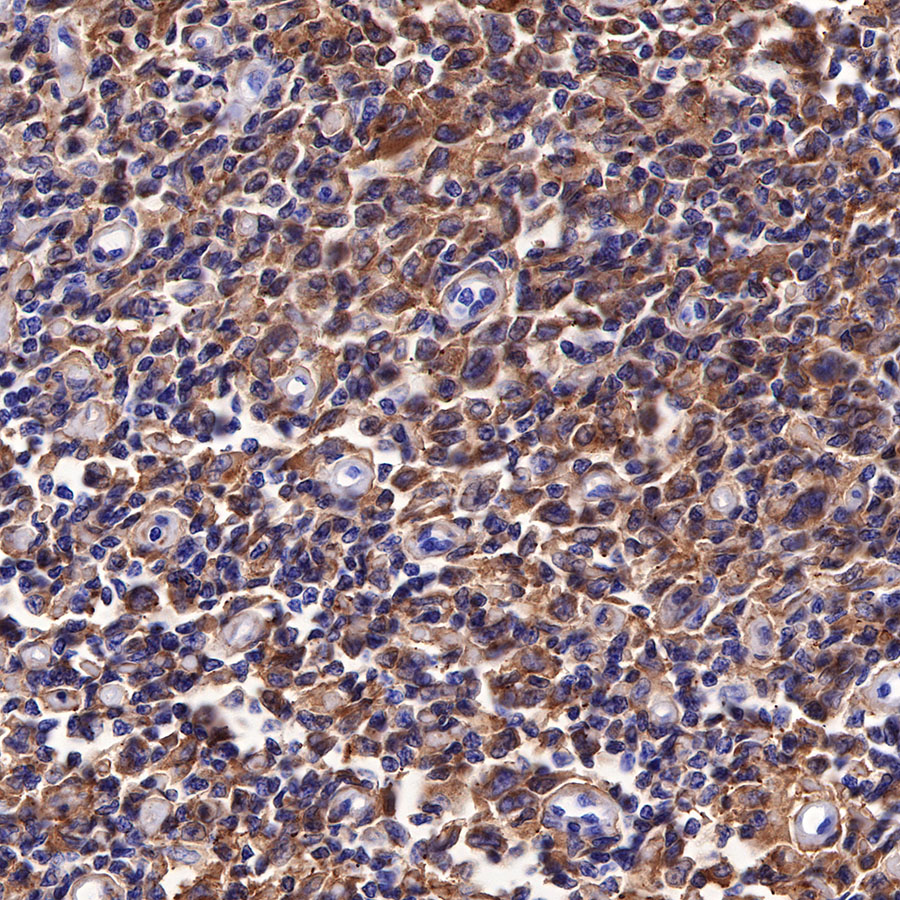 Rabbit anti-CD44 Recombinant Monoclonal Antibody(R107)