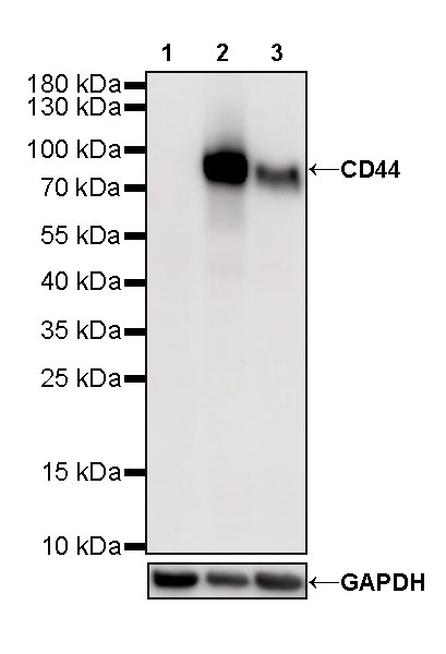 Rabbit anti-CD44 Recombinant Monoclonal Antibody(R107)