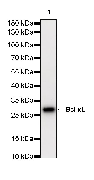 Rabbit anti-Bcl-xL Recombinant Monoclonal Antibody(S-487-28)