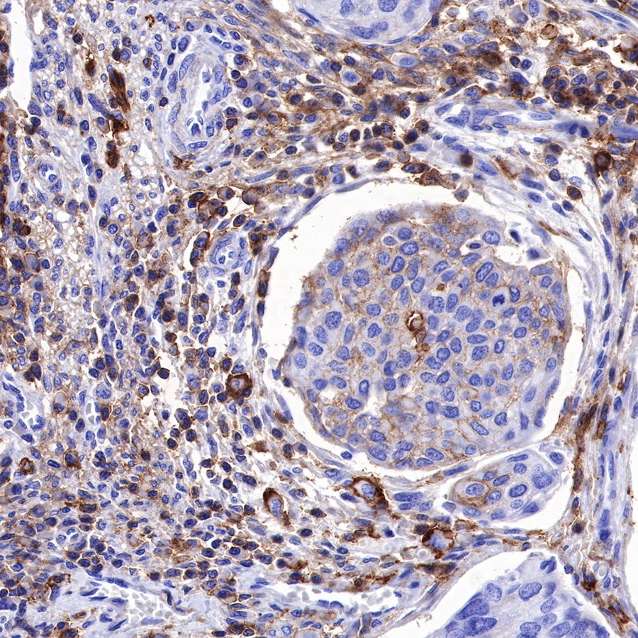 Rabbit anti-CD44 Recombinant Monoclonal Antibody(R107)
