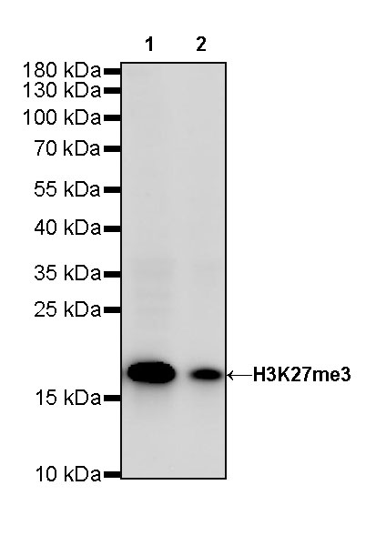 Rabbit anti-H3K27me3 Recombinant Monoclonal Antibody(431-118)
