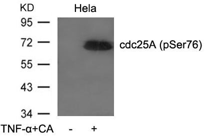 Rabbit anti-Phospho-CDC25A(Ser76) Polyclonal Antibody
