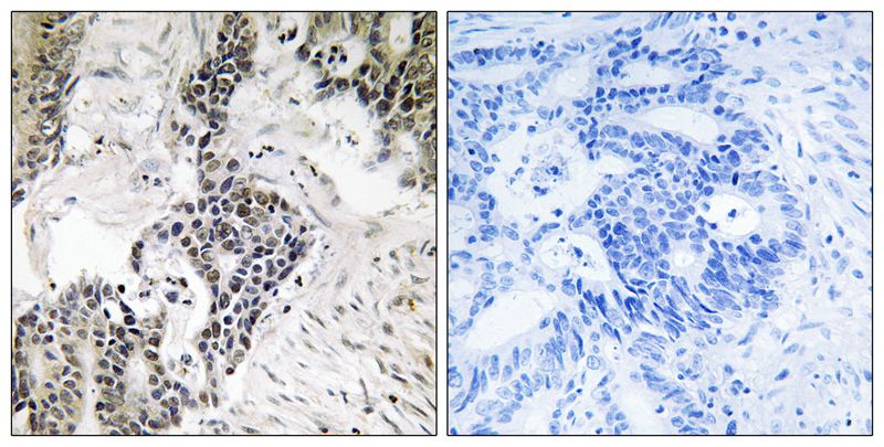 Rabbit anti-Phospho-CDC25C(Ser198) Polyclonal Antibody