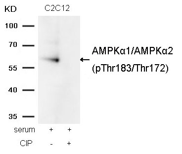 Rabbit anti-Phospho-AMPKα1/AMPKα2(Thr183/Thr172) Polyclonal Antibody