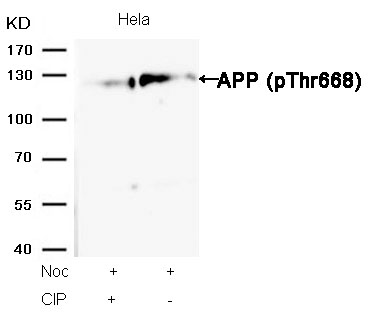 Rabbit anti-Phospho-APP(668) Polyclonal Antibody