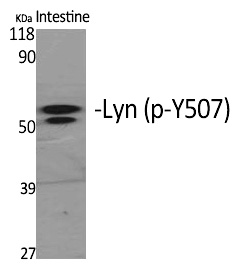 Rabbit anti-Phospho-Lyn(Tyr508) Polyclonal Antibody